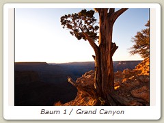 Baum 1 / Grand Canyon