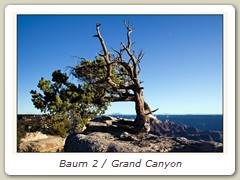 Baum 2 / Grand Canyon