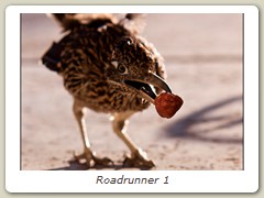 Roadrunner 1