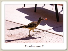 Roadrunner 2